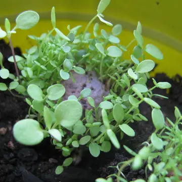 Hop Into Spring with Wildflower Seed Bombs!